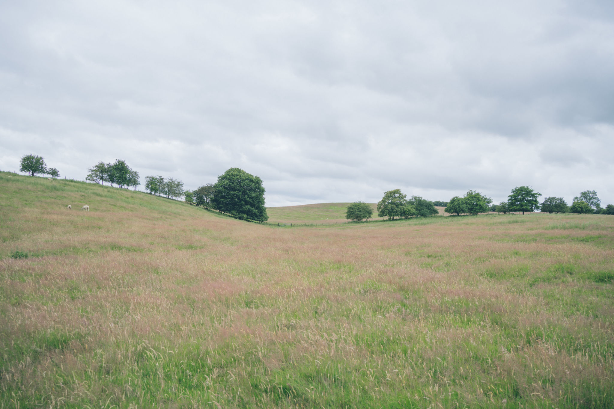 horfield common