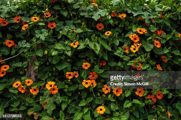 black-eyed susan vine (thunbergia alata) overhanging a surrounding wall - flower wall stock pictures, royalty-free photos & images