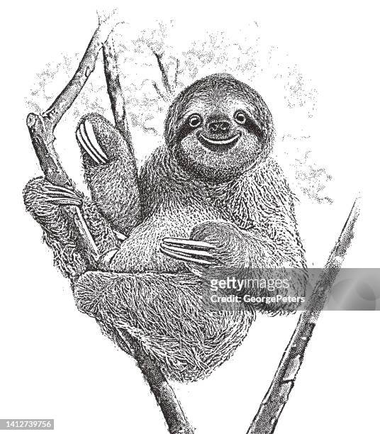 happy sloth resting in tree - animal meme stock illustrations