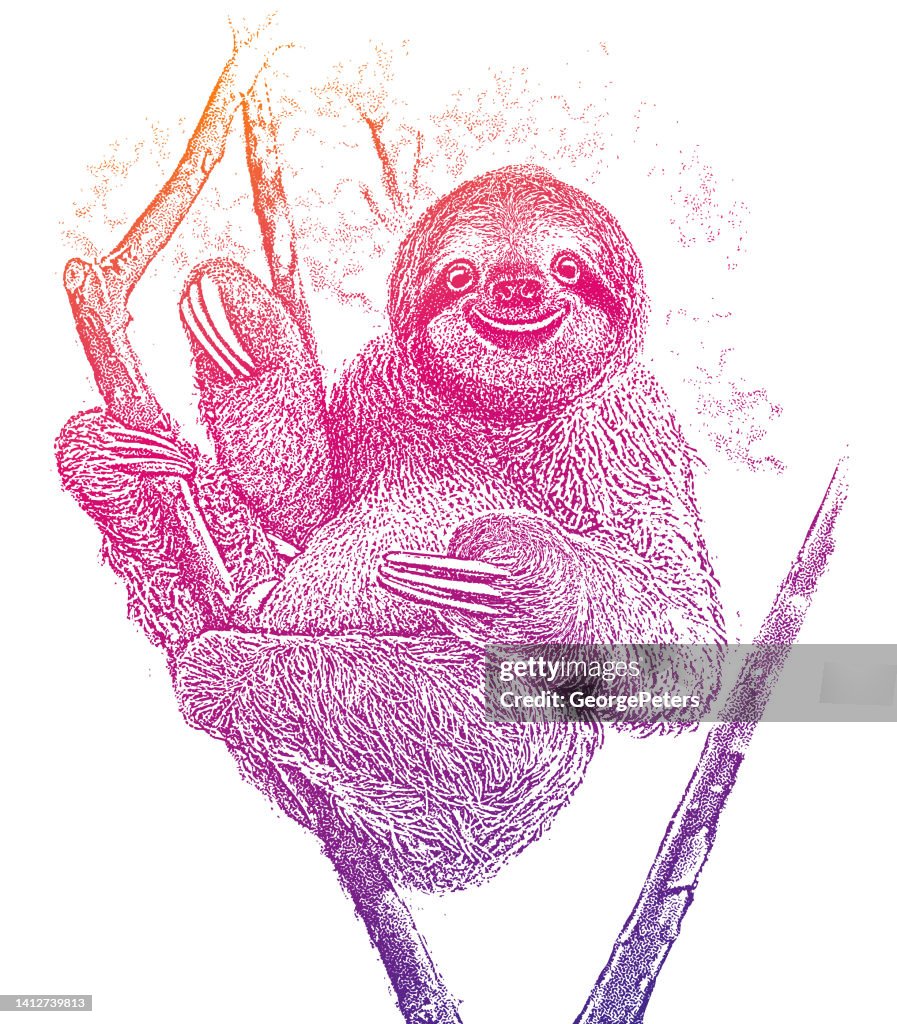 Sloth Tree Smiling Happy Sloth Resting In Tree High-Res Vector Graphic - Getty Images