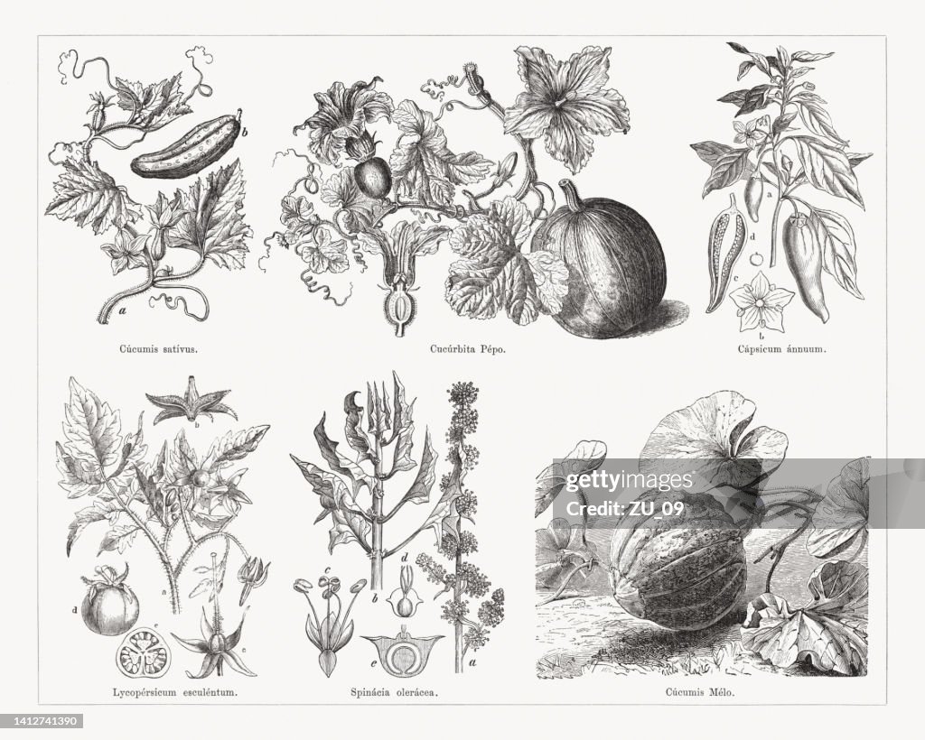 Varias verduras, grabados en madera, publicados en 1884