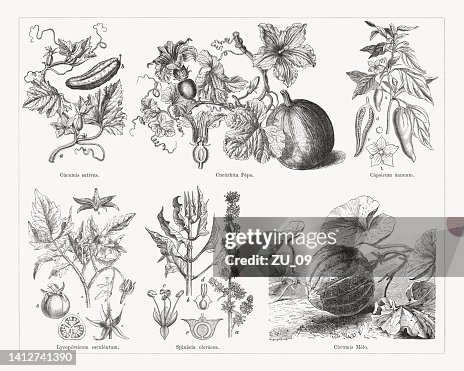 Various vegetables, wood engravings, published in 1884 Various vegetables, wood engravings, published in 1884