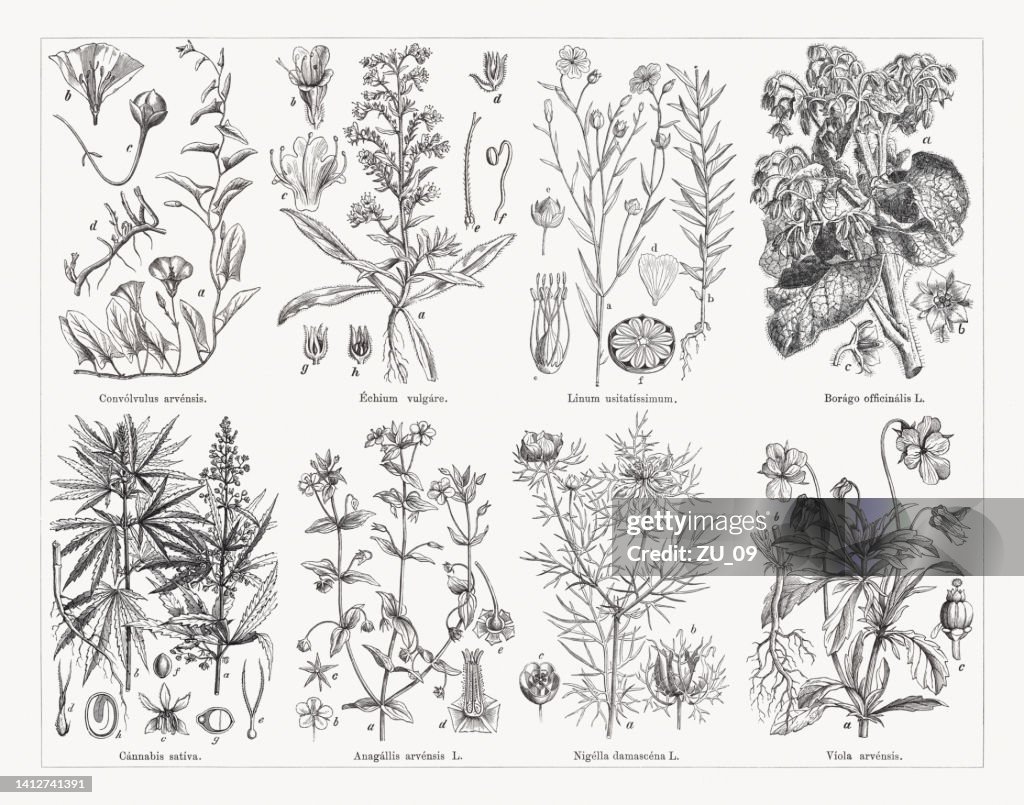 Useful and medicinal plants, wood engravings, published in 1884