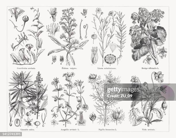 useful and medicinal plants, wood engravings, published in 1884 - cannabis sativa stock illustrations