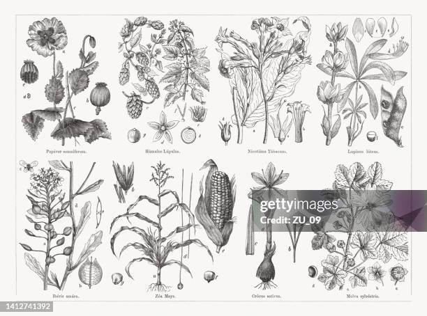 illustrazioni stock, clip art, cartoni animati e icone di tendenza di piante utili e medicinali, incisioni su legno, pubblicate nel 1884 - chicco di mais
