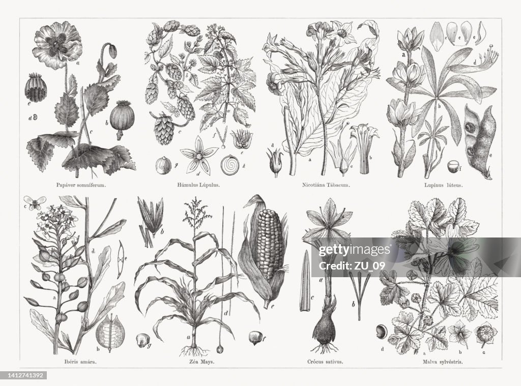 Useful and medicinal plants, wood engravings, published in 1884