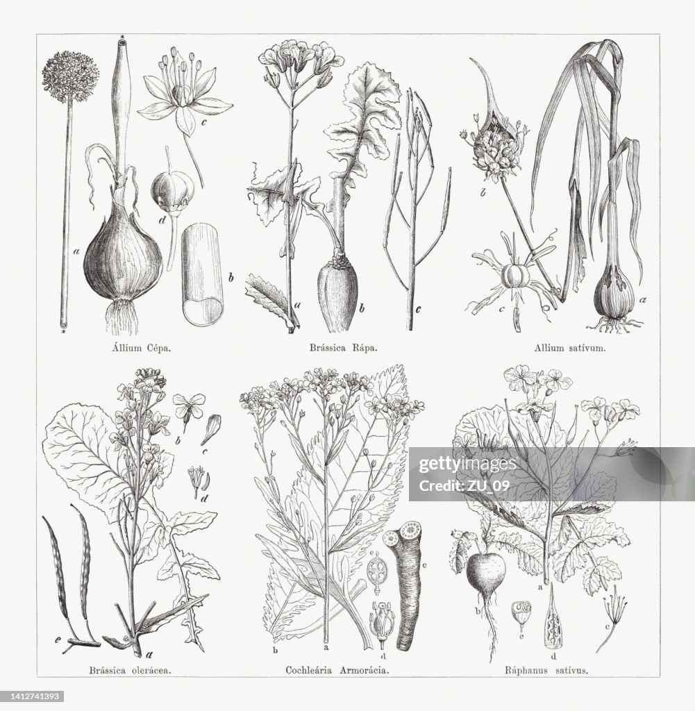 Verschiedene Gemüse-, Holzstiche, erschienen 1884