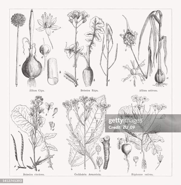 various vegetables, wood engravings, published in 1884 - cabbage flower stock illustrations