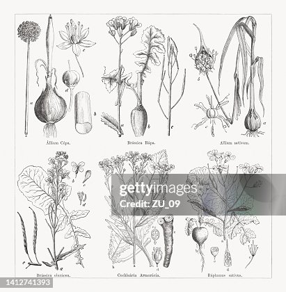 Various vegetables, wood engravings, published in 1884 Various vegetables, wood engravings, published in 1884