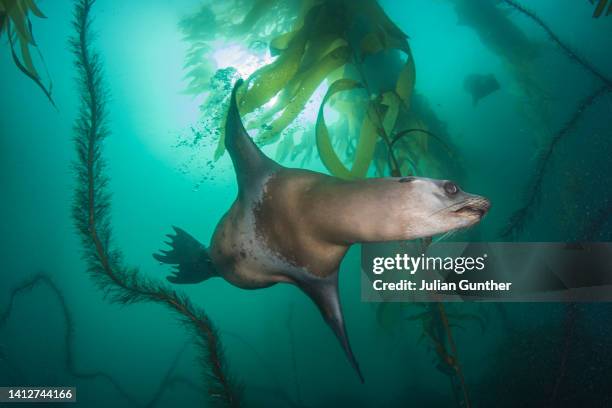 california sea lion glides through a kelp forest - zalophus californianus imagens e fotografias de stock