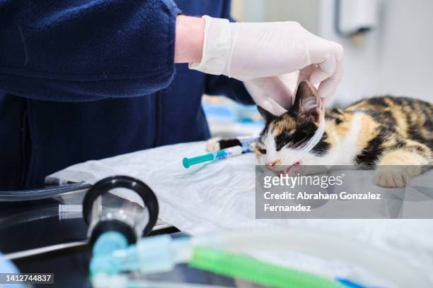 veterinarian assisting an anesthetized cat with assisted respiration through a tube in his mouth - castration stockfoto's en -beelden