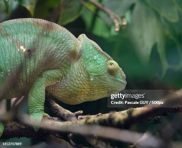 Camlon Horned Chameleon Photos and Premium High Res Pictures - Getty Images