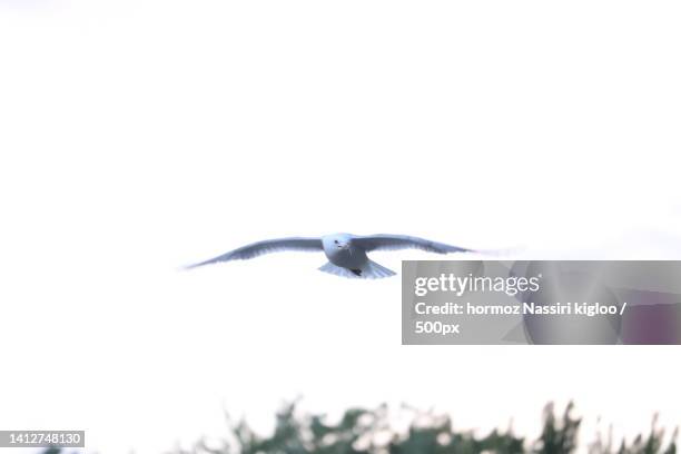 low angle view of bird flying against clear sky - seagull stockfoto's en -beelden