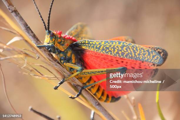 close-up of insect on plant,madagascar - wanderheuschrecke stock-fotos und bilder