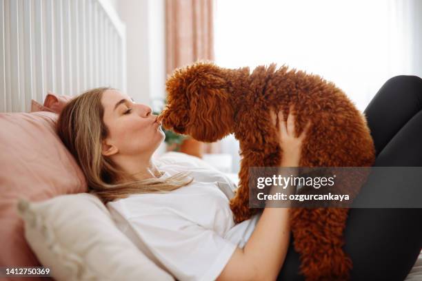 junge frau und ihr hund aus aprikosenpfützen treffen sich morgens im bett - good morning kiss images stock-fotos und bilder