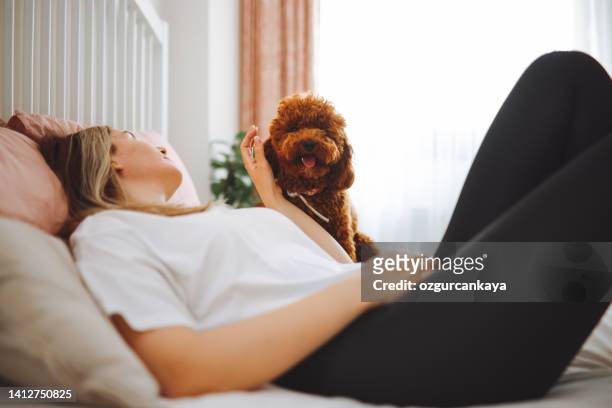 young woman and her dog of apricot puddles meet in the morning in bed - sleep hygiene stock pictures, royalty-free photos & images