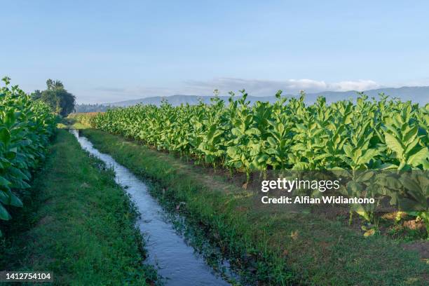 tobacco field - tobacco growing stock pictures, royalty-free photos & images