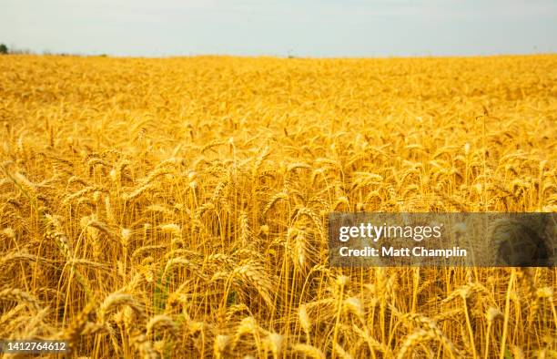 golden wheat fields - rye new york stock pictures, royalty-free photos & images