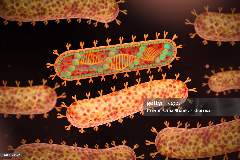 Marburg virus - Ghana