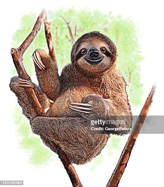 stockillustraties, clipart, cartoons en iconen met happy sloth resting in tree - lazy
