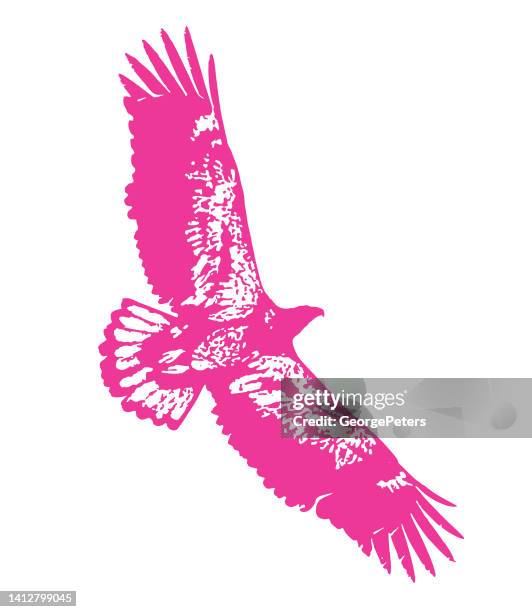 immature bald eagle flying - bald eagle isolated stock illustrations