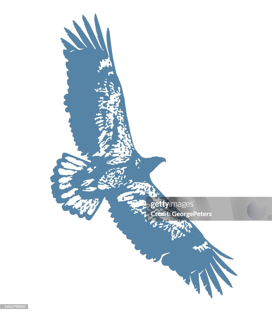 Immature Bald Eagle flying