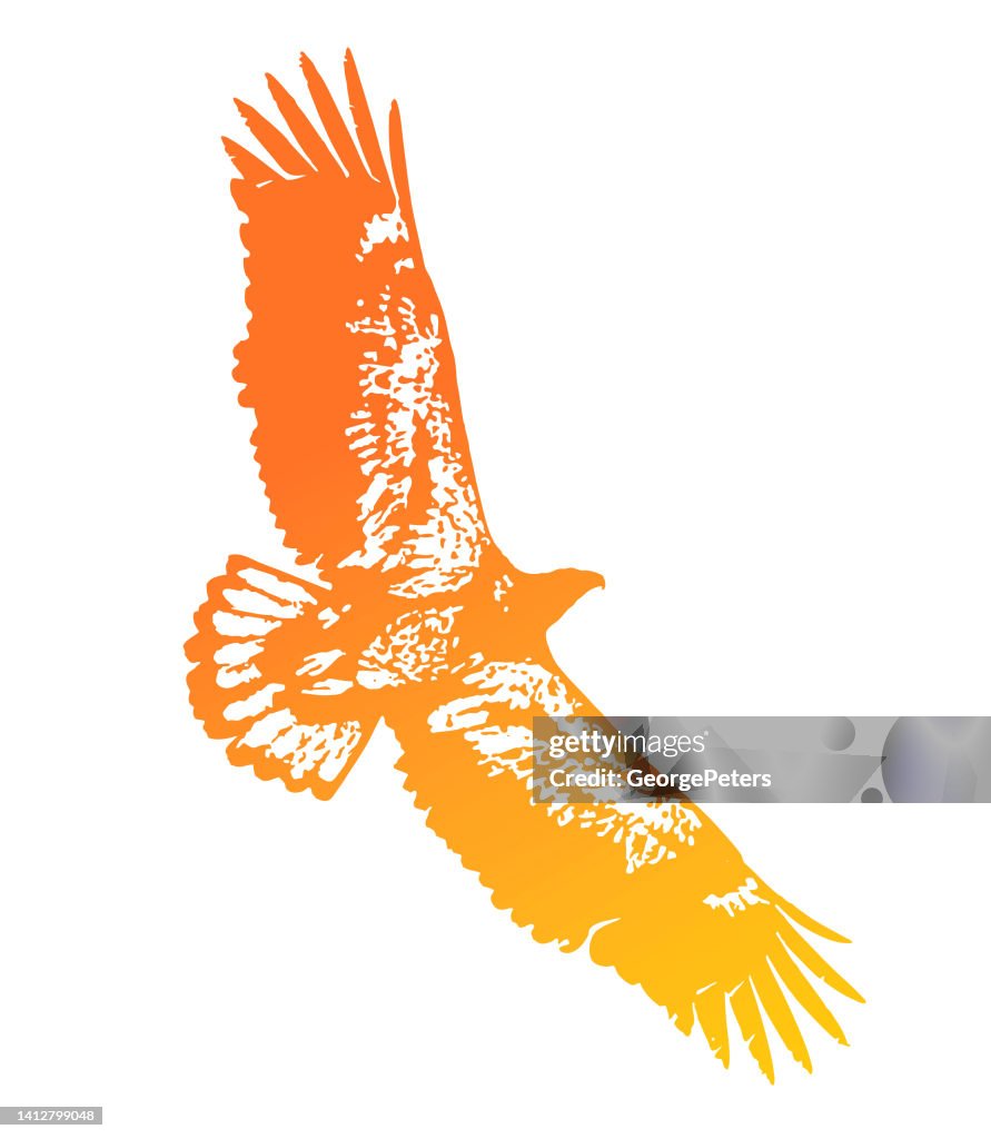 Immature Bald Eagle flying