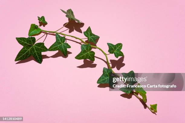 vy branch on pink background - 常春藤 個照片及圖片檔