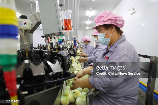 Employees use a machine to trim chicks' beaks at a poultry hatchery on August 3, 2022 in Yongning County, Yinchuan City, Ningxia Hui Autonomous...