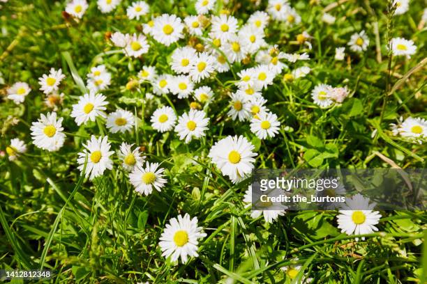 daisies on a meadow - ヒナギク ストックフォトと画像