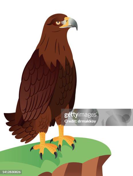 bildbanksillustrationer, clip art samt tecknat material och ikoner med golden eagle (aquila chrysaetos) perched , war eagle - falconry