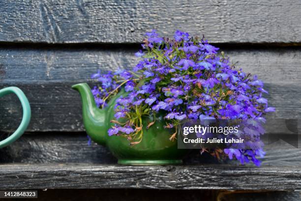 "teapot garden": the drinking of tea and gardening, two favorite pastimes for the english, are combined in one. - lobelia stock pictures, royalty-free photos & images
