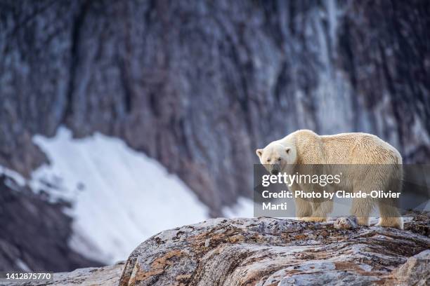 young male polar bear - threatened species stockfoto's en -beelden