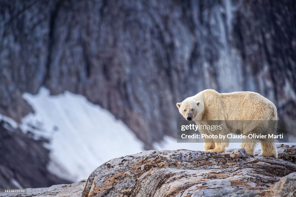 Young male polar bear