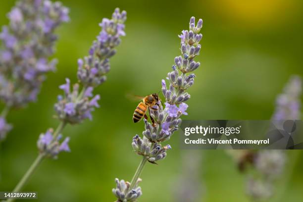 european wasp - wilderness area stockfoto's en -beelden