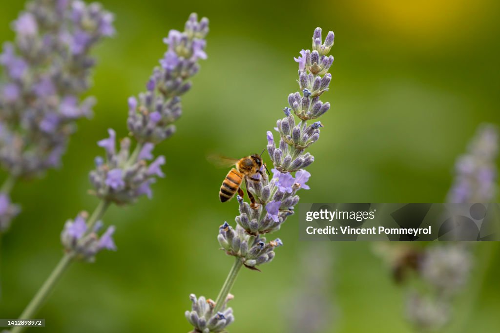 European Wasp