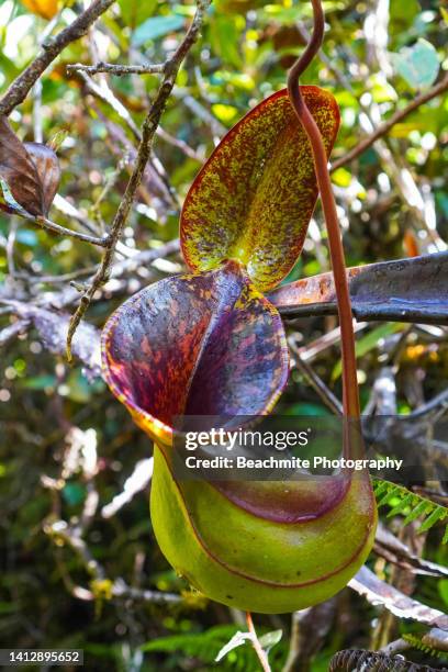 close up of nepenthes lowii pitcher plant on mount mulu, sarawak, malaysia - pitcher plant stock pictures, royalty-free photos & images
