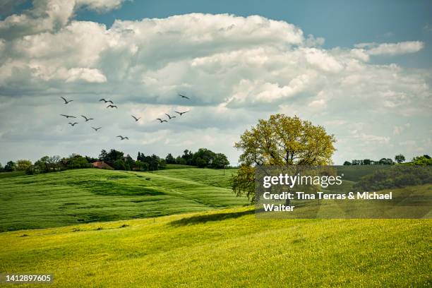 beautiful hilly landscape on a summer's day in france. - rolling hills sun stockfoto's en -beelden