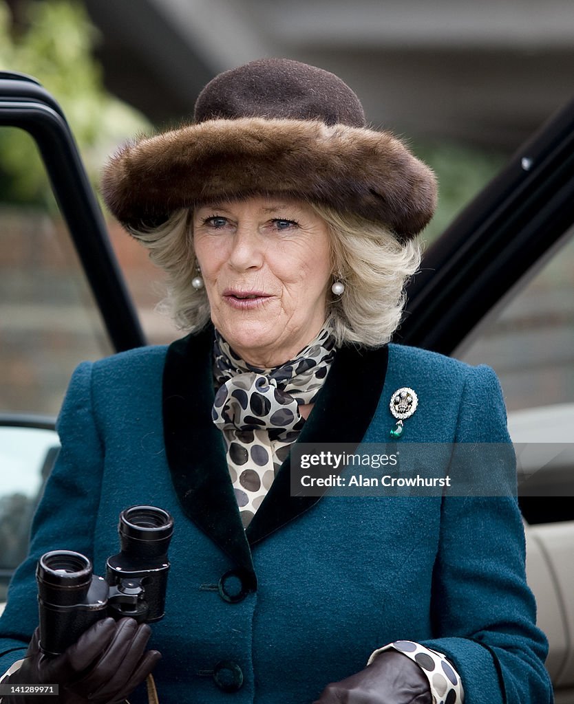 Cheltenham Festival - Ladies Day