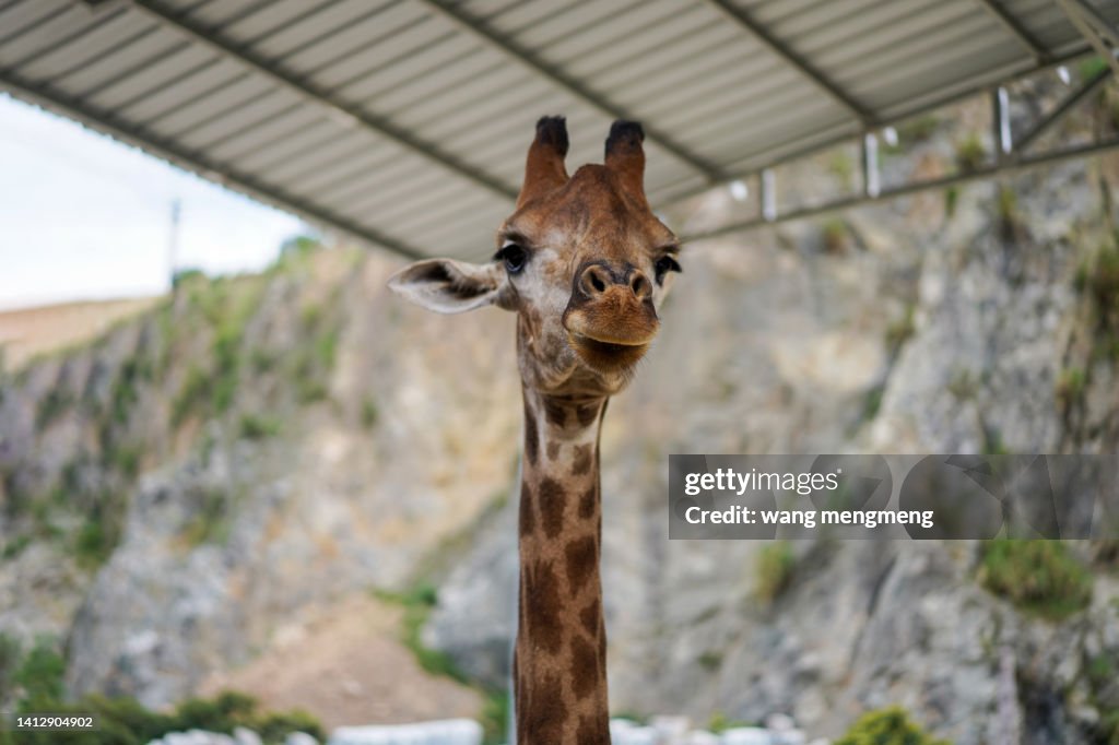 Giraffe at the zoo eating leaves