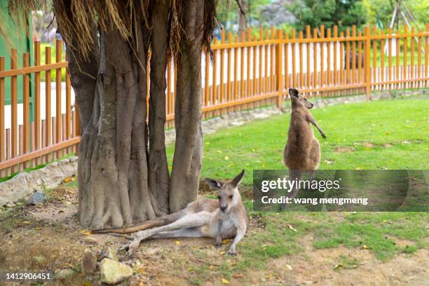 kangaroo in the zoo - gone fishing sign stockfoto's en -beelden