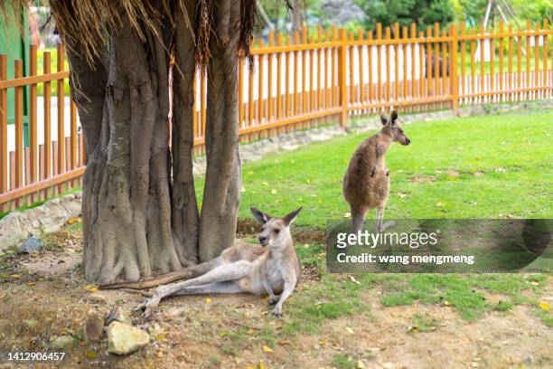 kangaroo in the zoo - gone fishing stock pictures, royalty-free photos & images