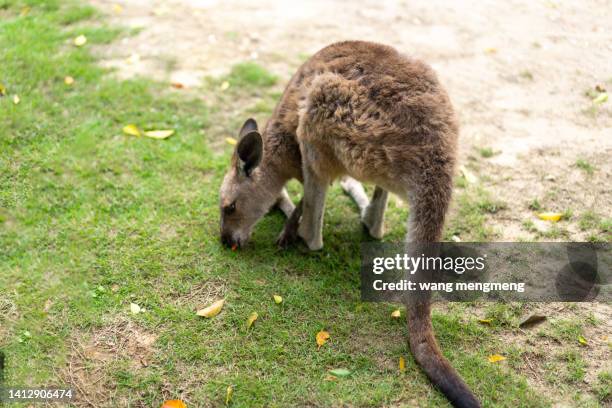 kangaroo in the zoo - gone fishing sign stockfoto's en -beelden