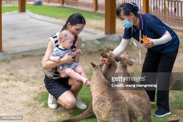a young asian mother holding her baby and feeding kangaroos with the help of zoo staff - zoowärter stock-fotos und bilder