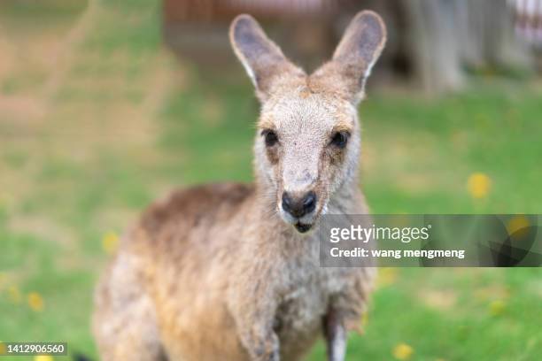 kangaroo in the zoo - gone fishing sign stockfoto's en -beelden
