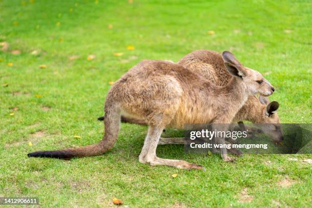 kangaroo in the zoo - gone fishing sign stock pictures, royalty-free photos & images