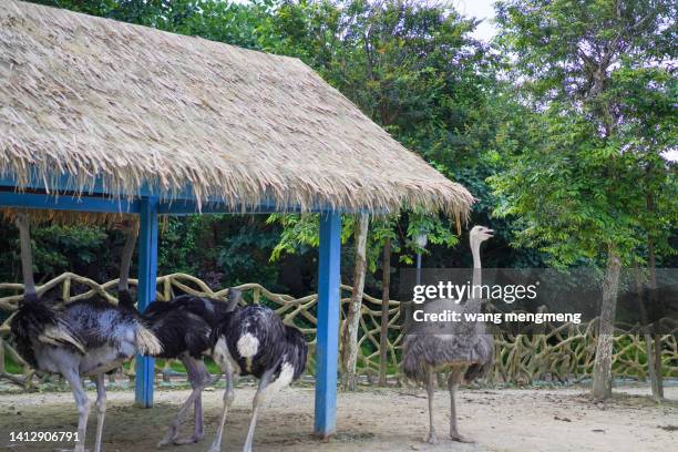 an ostrich in a zoo - berlin zoo stock-fotos und bilder