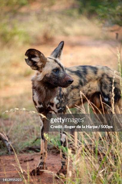 side view of kangaroo standing on grassy field,madikwe game reserve,north west province,south africa - roger the kangaroo foto e immagini stock