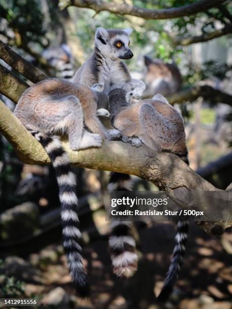 Promsimians 11,255 Prosimians Stock Photos, High-Res Pictures, and Images - Getty ...