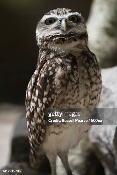 901 Nocturnal Bird Of Prey Photos and Premium High Res Pictures - Getty Images 901 Nocturnal Bird Of Prey Photos and Premium High Res Pictures - Getty Images